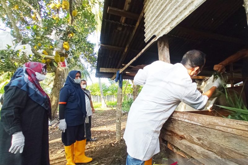 Tim dokter hewan saat memeriksa kesehatan ternak sapi di lokasi peternakan di Desa Tambon Tunong, Kecamatan Dewantara, Kabupaten Aceh Utara, Jumat, 16 Juni 2023. Antara/ Dedy Syahputra