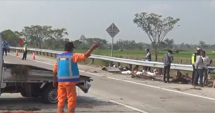 Pikap Angkut 50 Kambing Kurban Terguling di Tol Ngawi