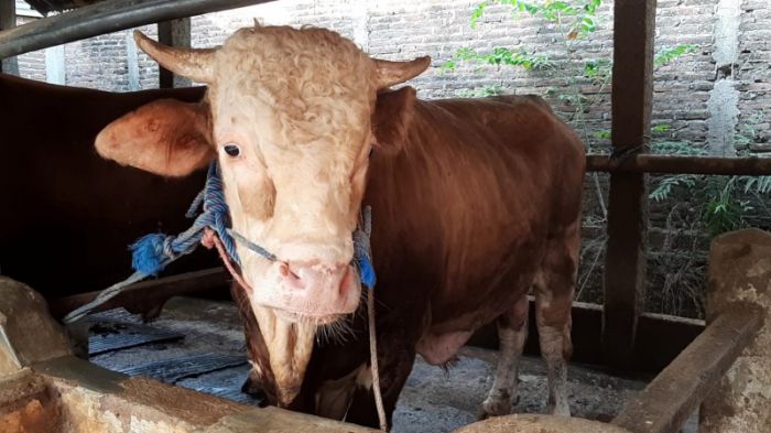 Kebutuhan Hewan Kurban di Kalimantan Selatan Meningkat