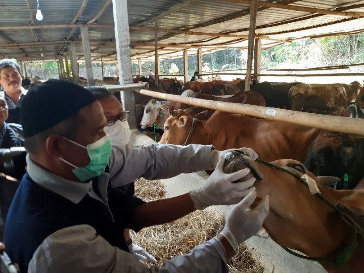 Solo Cek Kelayakan Hewan Ternak untuk Kurban