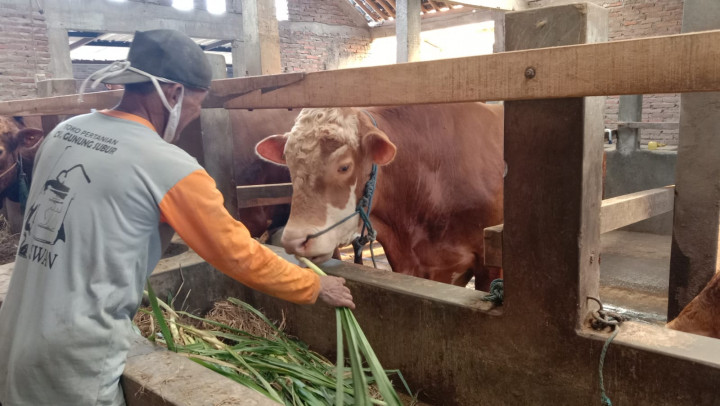 Sapi Seberat 620 Kg di Karanganyar Dibeli Presiden untuk Kurban