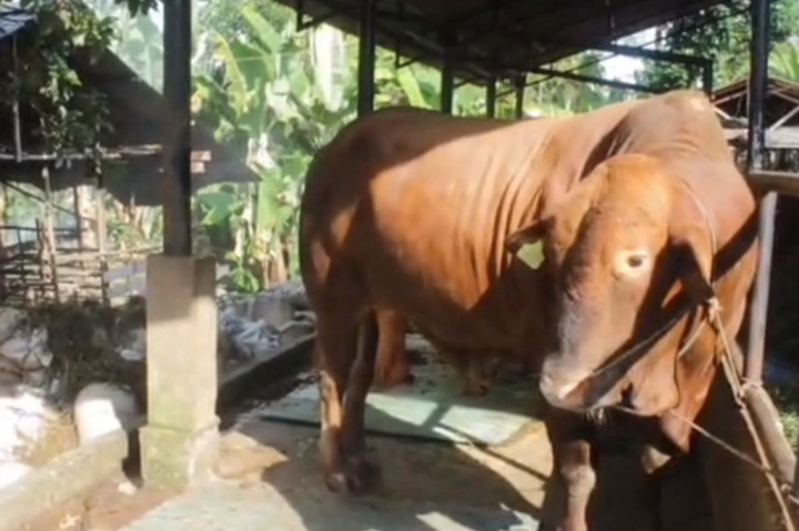 Bruno, Sapi Kurban Jokowi Berbobot 840 Kg