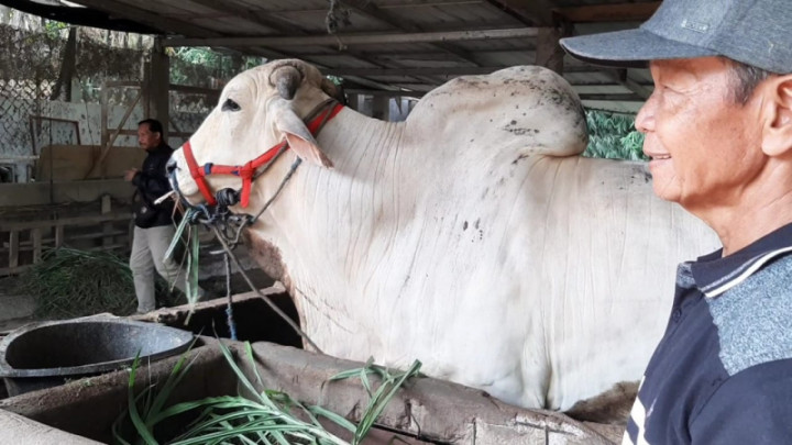 Mbah Kasno Peternak di Karanganyar Kecewa Sapi Miliknya Batal Dibeli Presiden
