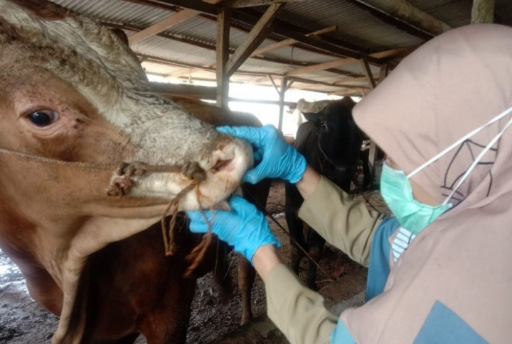 Disnakkeswan Lampung Selatan Temukan Sapi Tak Cukup Umur Dijual di Lapak Hewan Kurban