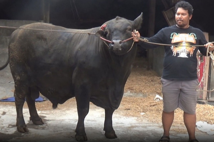 Presiden Jokowi Beli Sapi Angus Milik Warga Sleman untuk Kurban