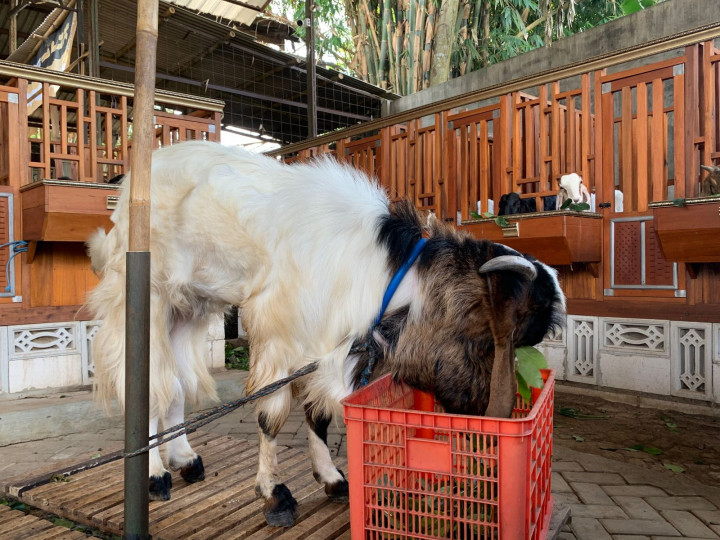 Kebutuhan Hewan Kurban Kota Malang Tahun ini Tembus 5.500 Ekor