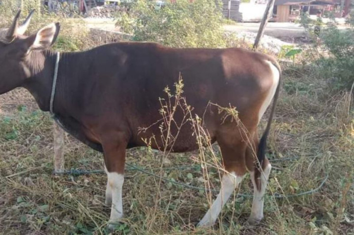 Seluruh Ternak Kurban di Kolaka Utara Sudah Divaksin Tahap II