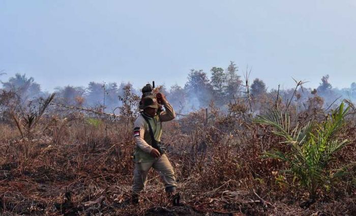 Hutan Cagar Biosfer di Riau Diduga Dibakar untuk Kebun Sawit