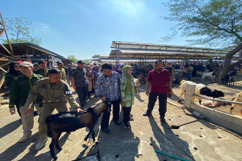 Wakil Bupati Gunungkidul, Heri Susanto, meninjau arus lalu lintas hewan ternak menjelang Idul Adha, Kamis, 22 Juni 2023. Antara/HO-Humas Pemkab Gunungkidul