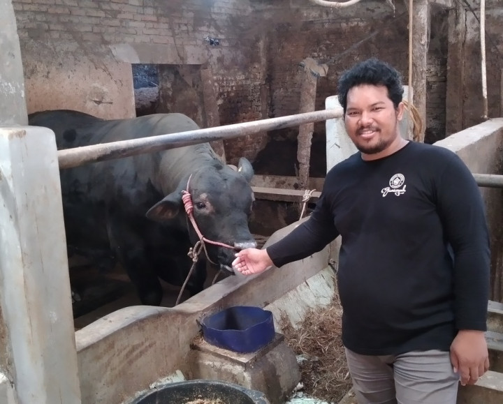 Black Boss, Sapi Kurban Jokowi yang Dibeli Seharga Rp107,5 Juta