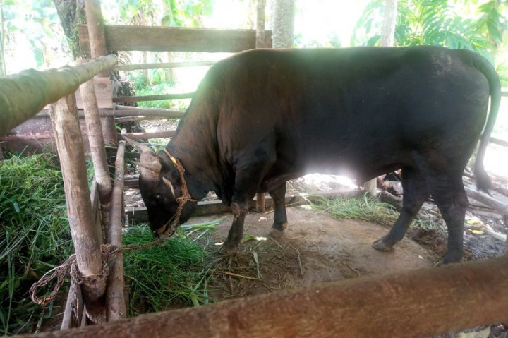 Sapi Berbobot 750 Kg Dibeli Presiden untuk Kurban di Pulau Serasan Natuna
