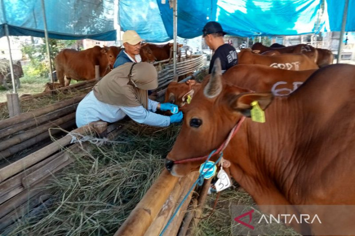 Permintaan Sapi Sulbar ke Kalimantan untuk Kurban Meningkat