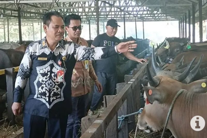 Kepala Dinas Ketahanan Pangan, Pertanian dan Perikanan Banjarbaru Abu Yajid Bustami (kiri) saat mengecek sapi kurban pada salah satu kandang milik pedagang pengumpul sapi di Loktabat Utara Banjarbaru pada beberapa waktu lalu. (ANTARA/Yose Rizal)