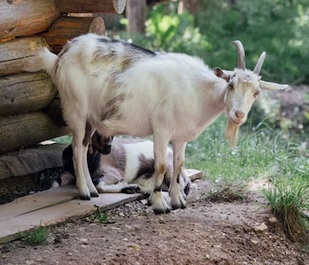 Torpedo Kambing: Nutrisi, Manfaat, dan Cara Mengolahnya