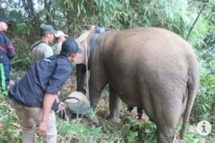 Kawanan Gajah Liar Rusak Rumah Warga di Lampung Barat