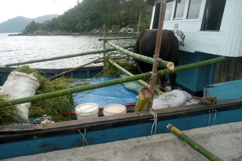 Sapi kurban Presiden RI Joko Widodo dikirim menggunakan kapal motor menuju Pulau Serasan di Kabupaten Natuna, Kepri, Sabtu (24/6/2023) sore. (ANTARA-HO/Peternak sapi Natuna)