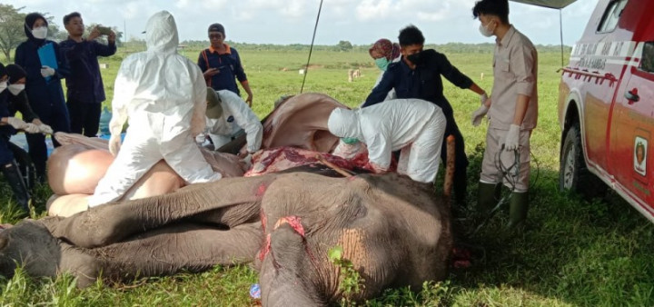 Gajah Sumatra Berusia 45 Tahun di Taman Nasional Way Kambas Mati
