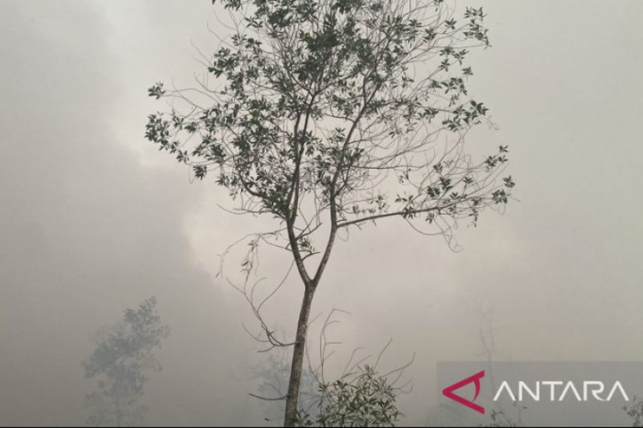 Karhutla di Kalsel Meluas Jadi 184 Hektare