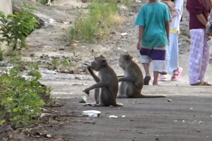 Kehabisan Sumber Makanan, Kawanan Monyet Serbu Pemukiman Warga