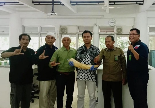 Dosen UGM Bantu Gagalkan Penyelundupan Gading Gajah Melalui DNA Forensik
