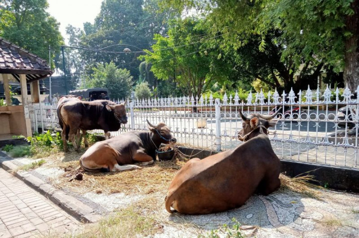 Mataram Setop Pasokan Ternak Luar Daerah Cegah Virus Oz