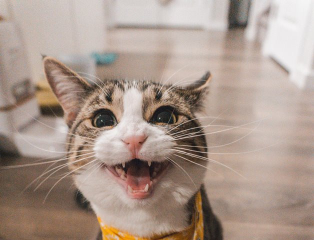 4 Tanda Kucing Alami Rabies dan Ini yang Kamu Lakukan Saat Kena Cakarnya