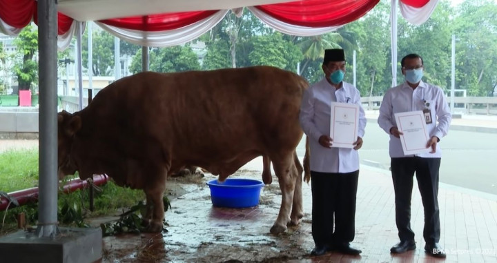 Presiden Jokowi Kurban Sapi 1 Ton untuk Warga di Daerah Kekeringan