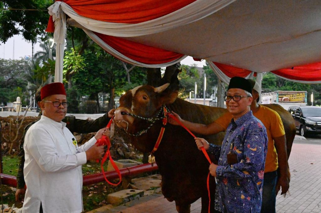 Sapi limosin seberat 1,1 ton dari Wapres Maruf Amin. Foto: Dok Setwapres