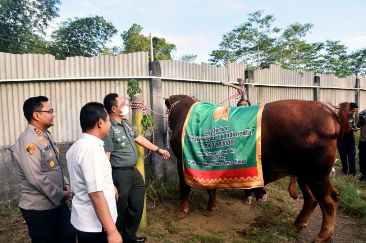 Presiden Beli Sapi Berbobot 1,1 Ton Asal Lumajang