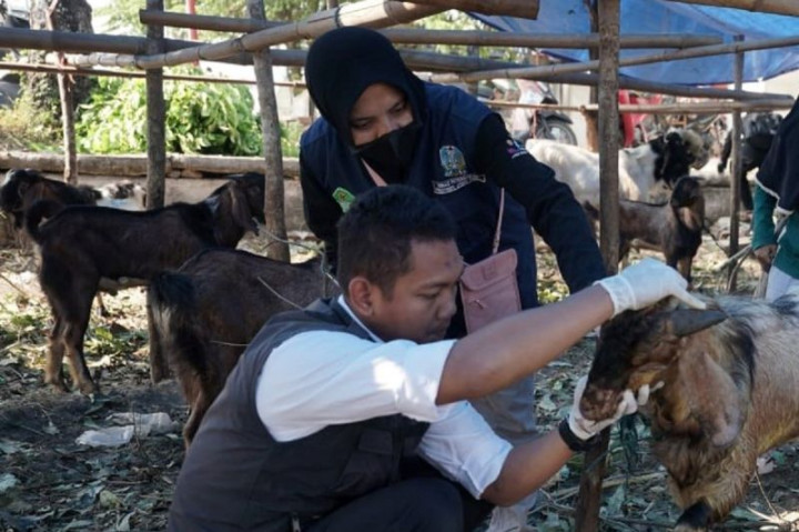 Puluhan Dokter Hewan di Kota Madiun Pastikan Daging Kurban Aman