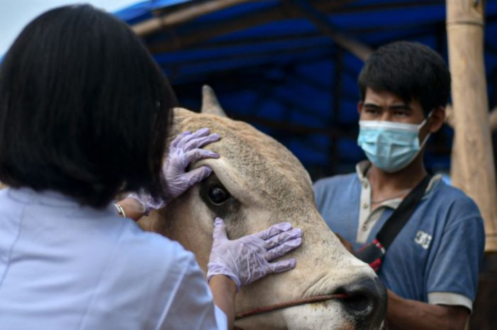 Sudin KPKP Jaksel Pastikan 15.445 Hewan Kurban Aman