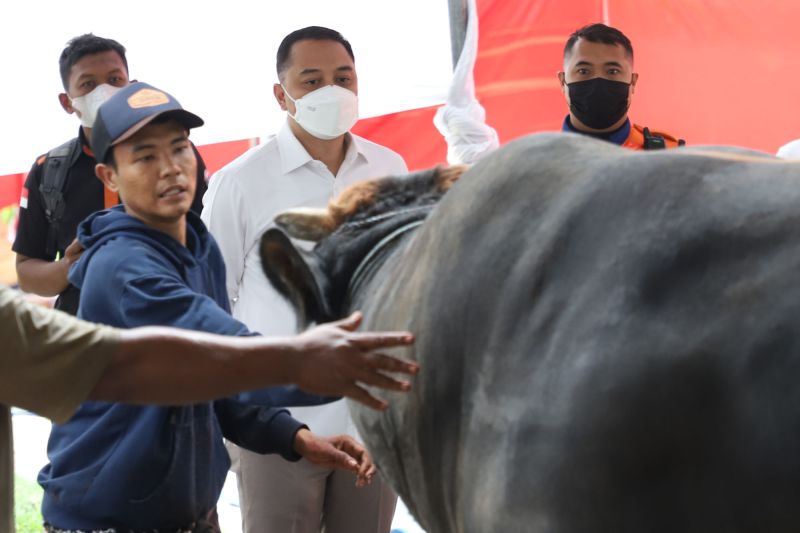 Wali Kota Surabaya Eri Cahyadi meninjau hewan kurban di Kota Surabaya, Selasa, 27 Juni 2023. Antara/HO-Diskominfo Surabaya
