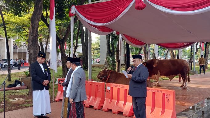 Wapres Serahkan Langsung Sapi Kurban Seberat 1,1 Ton di Masjid Istiqlal