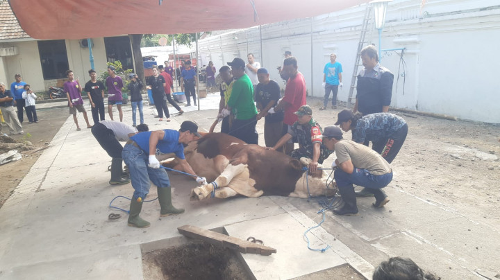 Masjid Agung Solo Sembelih Sapi Kurban Presiden Seberat 1,8 Ton