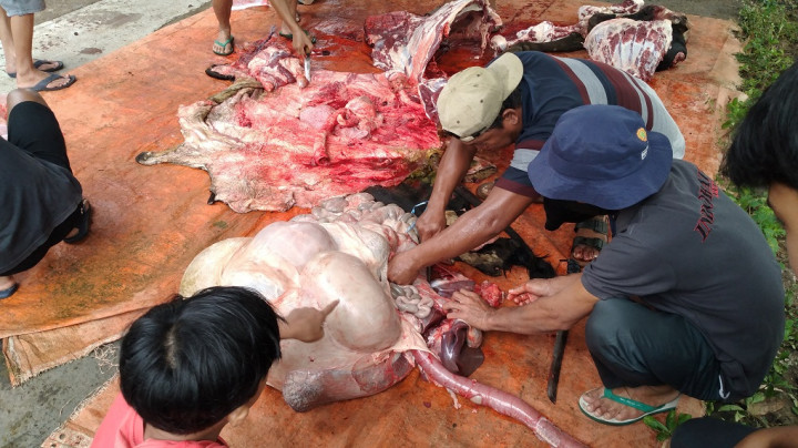 Petugas Temukan Cacing Hati Pada Belasan Hewan Kurban di Bantul
