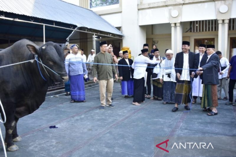 Gubernur Gorontalo Ismail Pakaya didampingj isteri dan pimpinan OPD, menyerahkan sapi bantuan dari Presiden RI Jolo Widodo kepada Takmirul Masjid Agung Baiturrahim Kota Gorontalo. (ANTARA/HO)