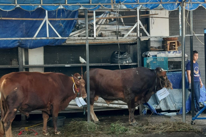 ABN NasDem Salurkan Sapi Kurban Milik Anies Baswedan dan Surya Paloh