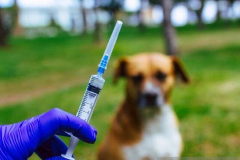 Kenali Gejala Rabies dan Tips Mencegahnya (Foto: Antara)