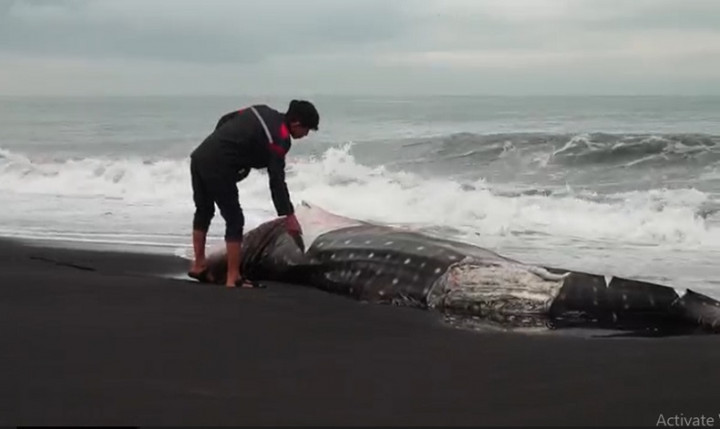 Hiu Tutul Raksasa Terdampar di Pantai Cemoro Sewu Lumajang