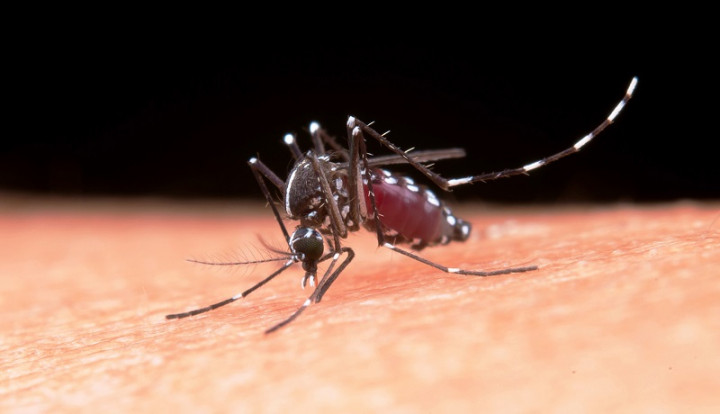 8 Cara Mudah Usir Nyamuk dari Rumah