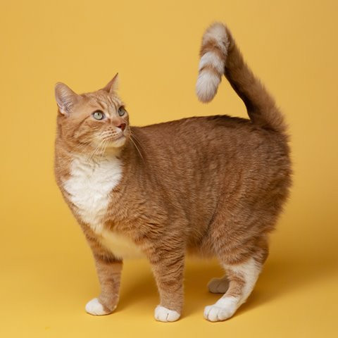 Ada empat penyakit yang bisa kamu alami jika kamu hidup sembarang bersama bulu-bulu kucing ini. (Foto: Ilustrasi/Dok. Unsplash.com)