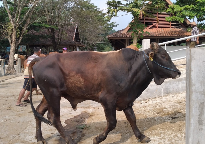 Mobilitas Ternak di Lokasi Temuan Kasus Antraks di Gunungkidul Dibatasi