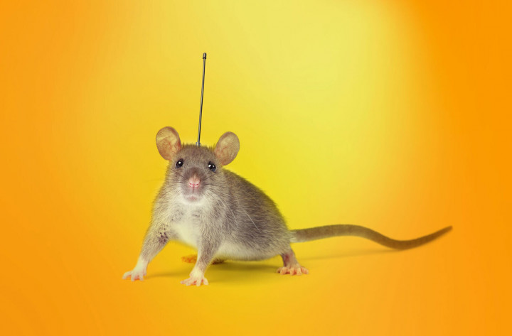 Ada Keluarga Malware Baru EarlyRat, Pakai Phishing