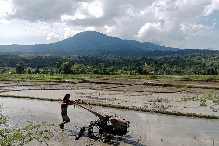 El Nino di Depan Mata, Petani Aceh Percepat Tanam Padi
