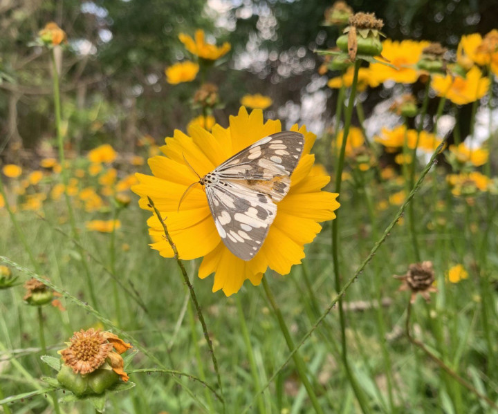 Ketahui Fungsi Benang Sari pada Proses Penyerbukan Tumbuhan