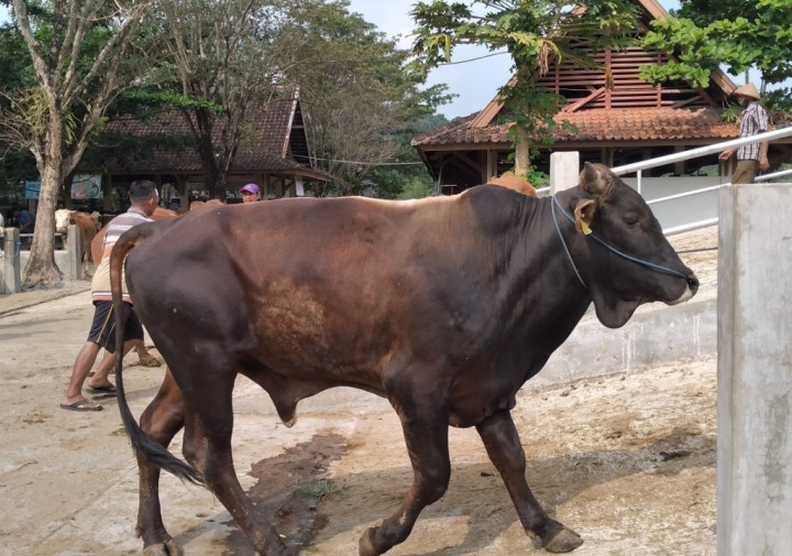 Antraks Mewabah, Begini Tanda Hewan Ternak yang Terjangkit