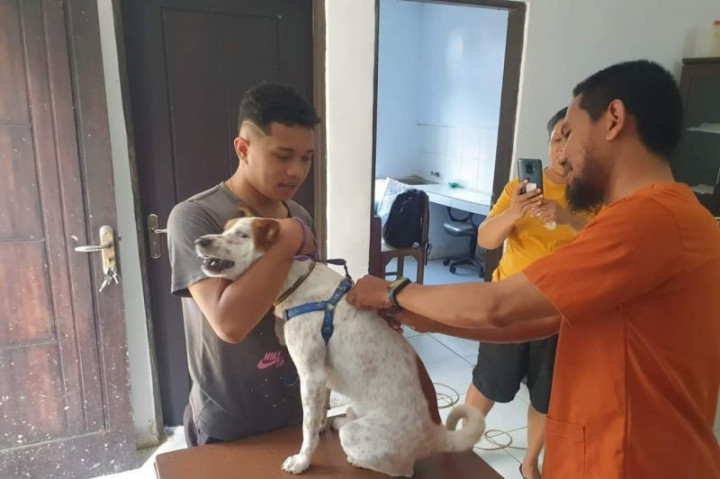 5 Warga Ambon Meninggal Digigit Anjing Rabies