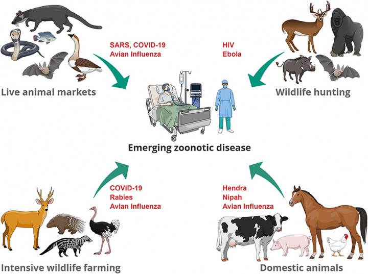 Hari Zoonosis Sedunia, Berikut Ragam Penyakitnya yang Ditemukan di Indonesia