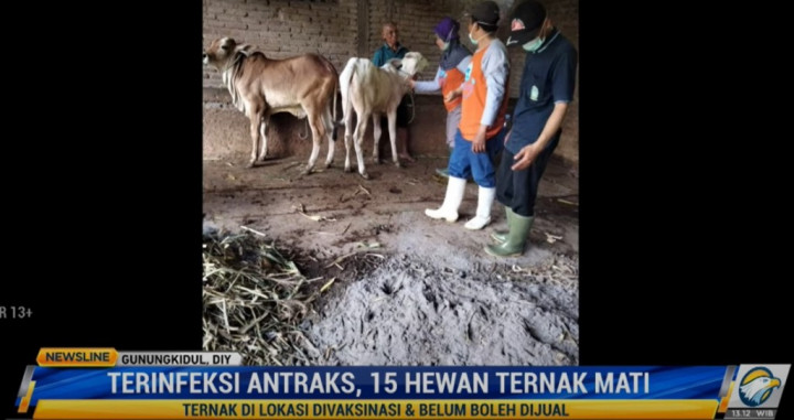 Jawa Tengah Siapkan 25 Ribu Vaksin Antraks untuk Ternak