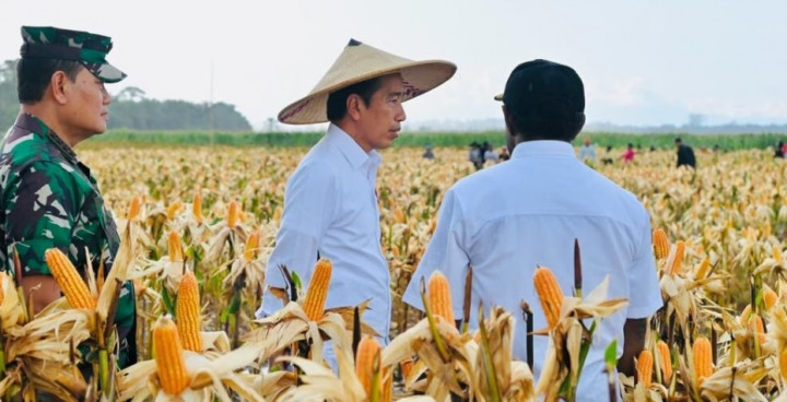 Petani Jagung di <i>Food Estate</i> Keerom Bakal Dapat Untung Besar